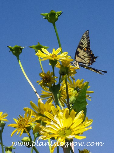 Cup Plant (Silphium perfoliatum)